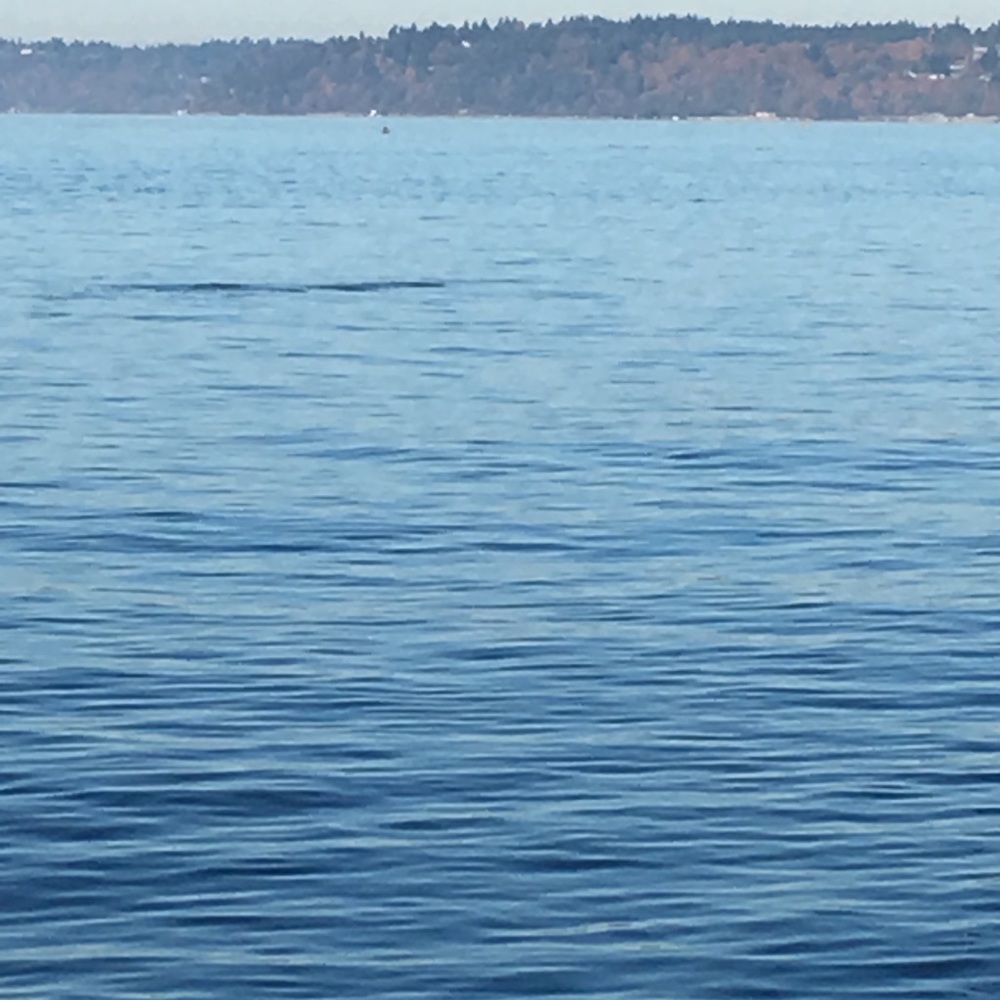 Meet your Posher, Annie